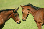 horse foals