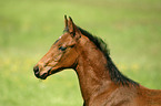 horse foal