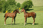 horse foals