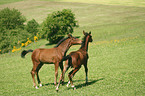 horse foals