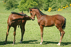 horse foals