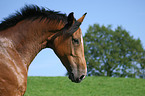 horse portrait