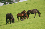 warmbloods