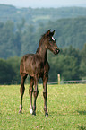 warmblood foal