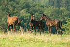 warmblood foals