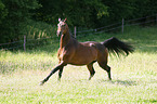 galloping warmblood