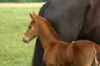 warmblood foal