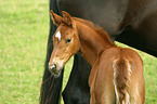 warmblood foal