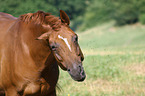 Rhenish Warmblood Portrait