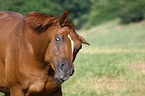 Rhenish Warmblood Portrait