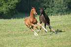 2 Rhenish Warmbloods