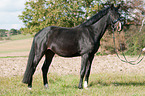 Rhenish Warmblood