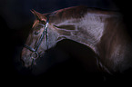 Rhenish Warmblood portrait