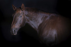 Rhenish Warmblood portrait