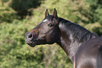 Rhinelander Portrait