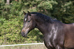 Rhinelander Portrait