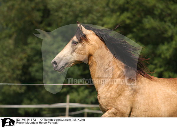Rocky Mountain Horse Portrait / MK-01872