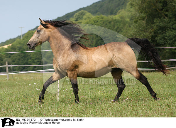 galloping Rocky Mountain Horse / MK-01873