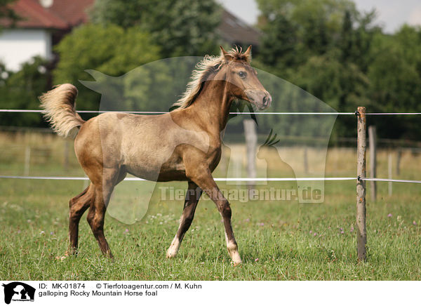 galoppierendes Rocky Mountain Horse Fohlen / galloping Rocky Mountain Horse foal / MK-01874