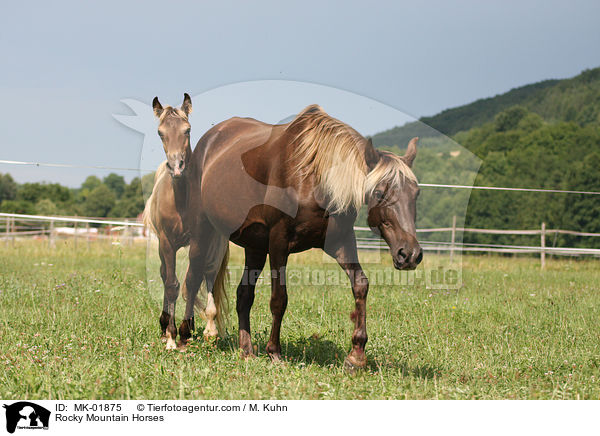 Rocky Mountain Horses / Rocky Mountain Horses / MK-01875