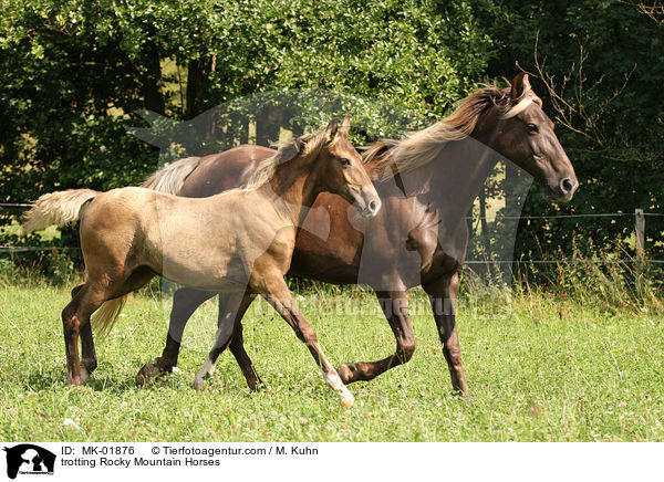 trabende Rocky Mountain Horses / trotting Rocky Mountain Horses / MK-01876