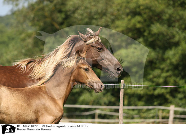 Rocky Mountain Horses / MK-01877