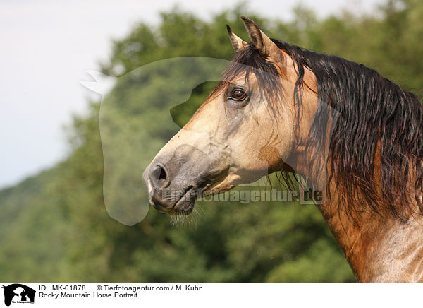 Rocky Mountain Horse Portrait / MK-01878