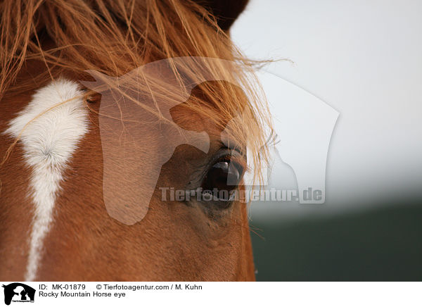 Rocky Mountain Horse Auge / Rocky Mountain Horse eye / MK-01879