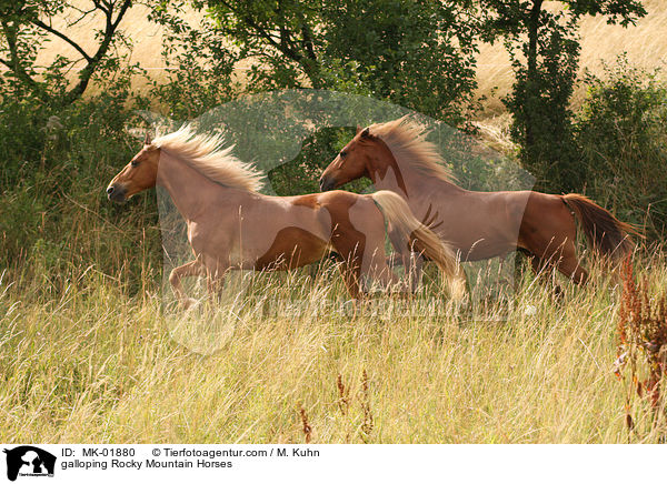 galoppierende Rocky Mountain Horses / galloping Rocky Mountain Horses / MK-01880