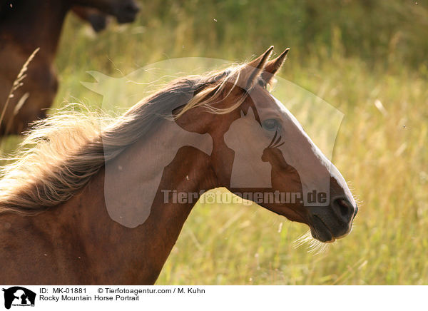 Rocky Mountain Horse Portrait / MK-01881