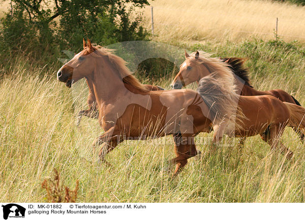 galloping Rocky Mountain Horses / MK-01882