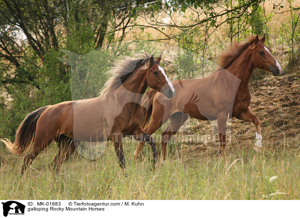 galoppierende Rocky Mountain Horses / galloping Rocky Mountain Horses / MK-01883