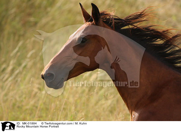 Rocky Mountain Horse Portrait / Rocky Mountain Horse Portrait / MK-01884