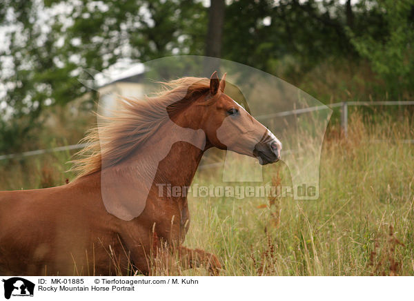 Rocky Mountain Horse Portrait / Rocky Mountain Horse Portrait / MK-01885