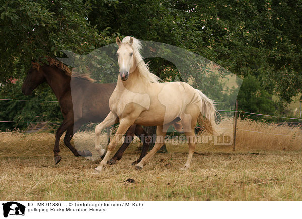 galoppierende Rocky Mountain Horses / galloping Rocky Mountain Horses / MK-01886