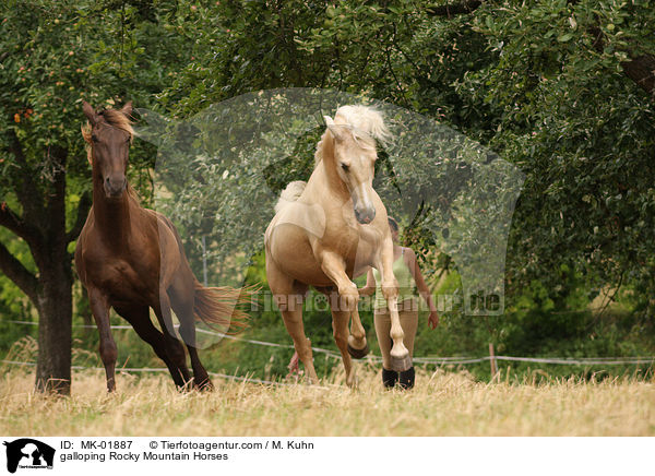 galoppierende Rocky Mountain Horses / galloping Rocky Mountain Horses / MK-01887