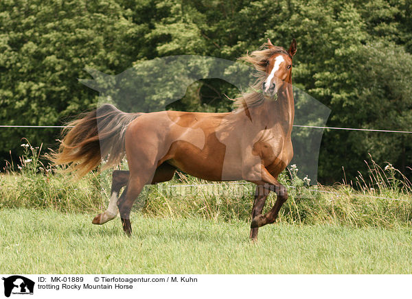 trotting Rocky Mountain Horse / MK-01889