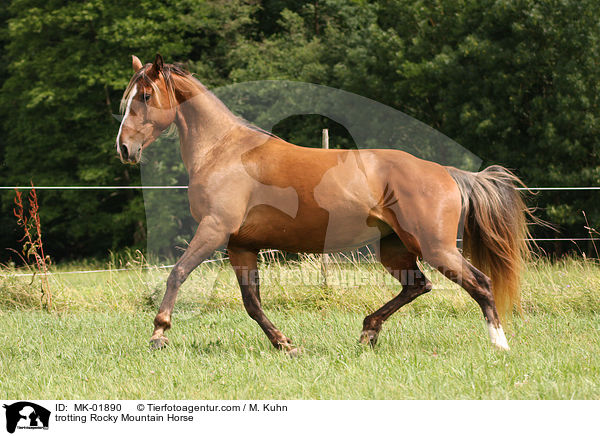 trotting Rocky Mountain Horse / MK-01890