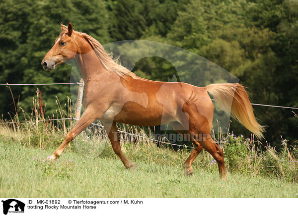trotting Rocky Mountain Horse / MK-01892