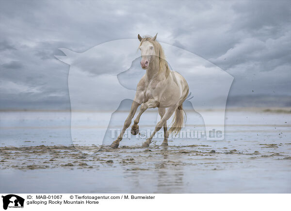 galloping Rocky Mountain Horse / MAB-01067
