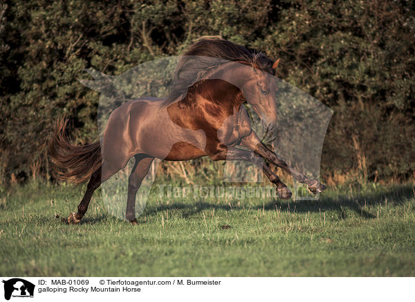 galoppierendes Rocky Mountain Horse / galloping Rocky Mountain Horse / MAB-01069