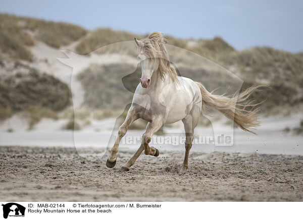Rocky Mountain Horse am Strand / Rocky Mountain Horse at the beach / MAB-02144