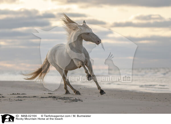 Rocky Mountain Horse at the beach / MAB-02164
