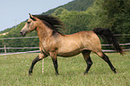 galloping Rocky Mountain Horse