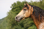 Rocky Mountain Horse Portrait