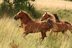 galloping Rocky Mountain Horses