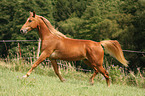 trotting Rocky Mountain Horse