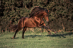 galloping Rocky Mountain Horse