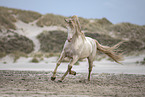 Rocky Mountain Horse at the beach