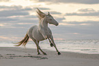 Rocky Mountain Horse at the beach